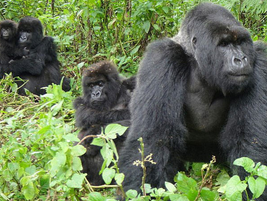 How to choose a gorilla trekking sector in Bwindi Impenetrable Forest