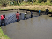 Pader Fish Farmers Reap Big, Eager to Supply Fish for Northern Uganda