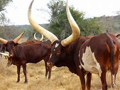 Unknown Locals Alleged to be ASTU in Agago Accused of Theft, Extortion from Locals