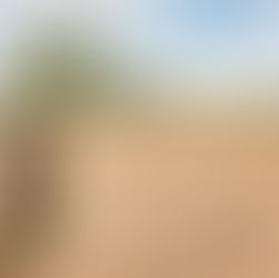 Paisagem do sertão nordestino com solo seco e árido, um mandacaru ao lado de um tronco cortado em primeiro plano, vegetação esparsa ao fundo e céu azul com nuvens dispersas.
