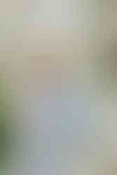 sesja w sadzie, fotograf Mińsk Mazowiecki, zdjęcia w sadzie, sesja w kwiatach, sesja wiosenna,