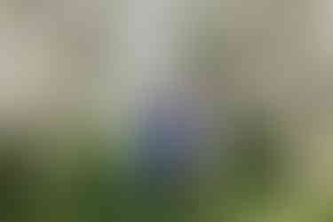 sesja w sadzie, fotograf Mińsk Mazowiecki, zdjęcia w sadzie, sesja w kwiatach, sesja wiosenna,