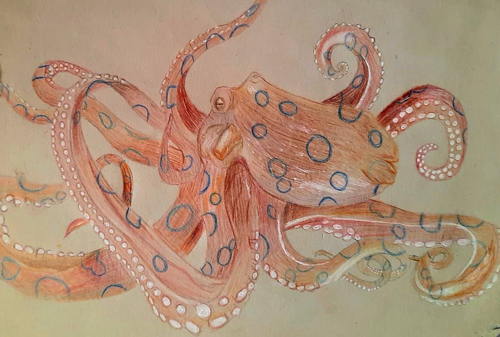 Colour Octopus