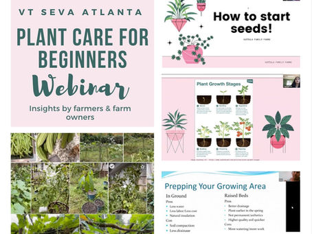 Plant Care For The Beginners