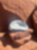 Oyster Shell Elephant.JPG