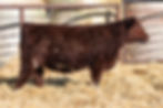 TGN Irish Rose 4M