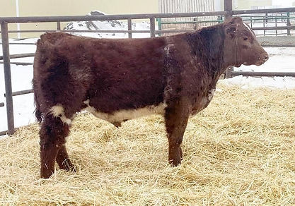 image_6483441 (8).JPG