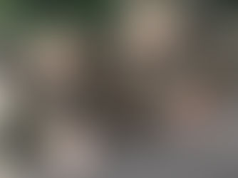 Denuncia grave! Podemos ter irregularidades na Secretaria do Meio Ambiente em Cianorte com as lenhas geradas pelo corte de árvores?