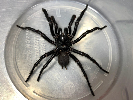 Conheça 'Big Boy', a nova maior e mais venenosa aranha