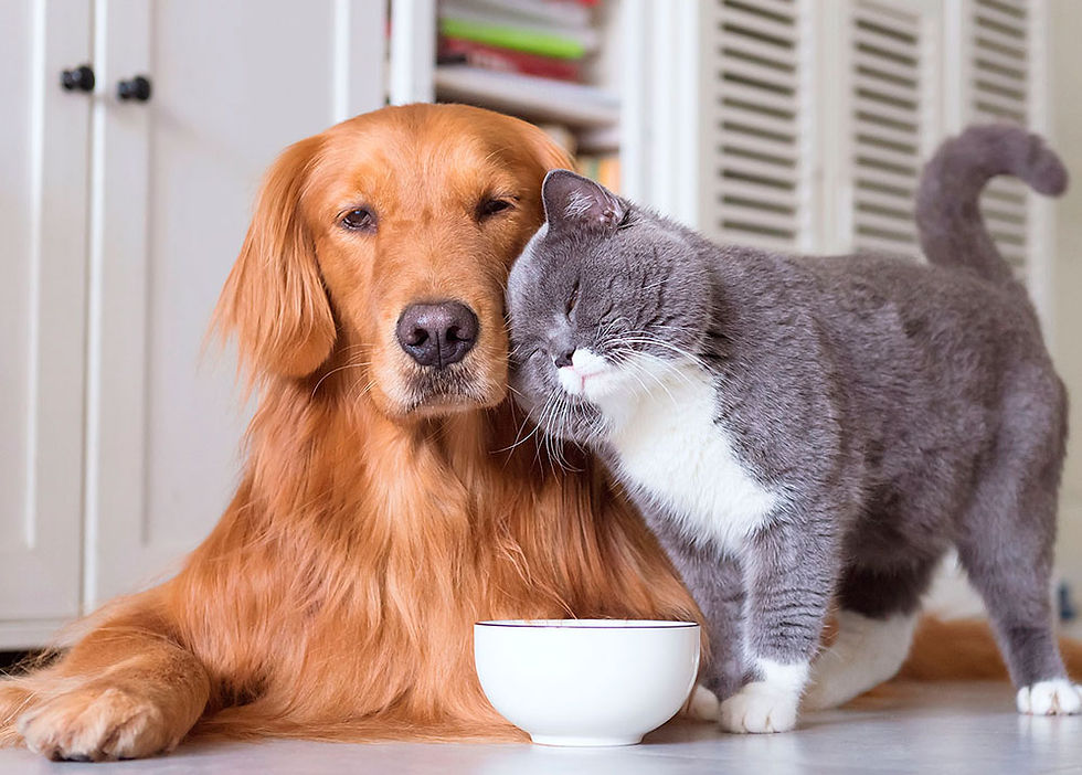 plano-veterinario-anual-convenio-pet-cao