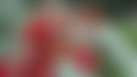 WHA MEISTERLIGA und WHA CHALLENGE: St. Pölten und Gleisdorf/Weiz mit Big Points im Abstiegskampf!