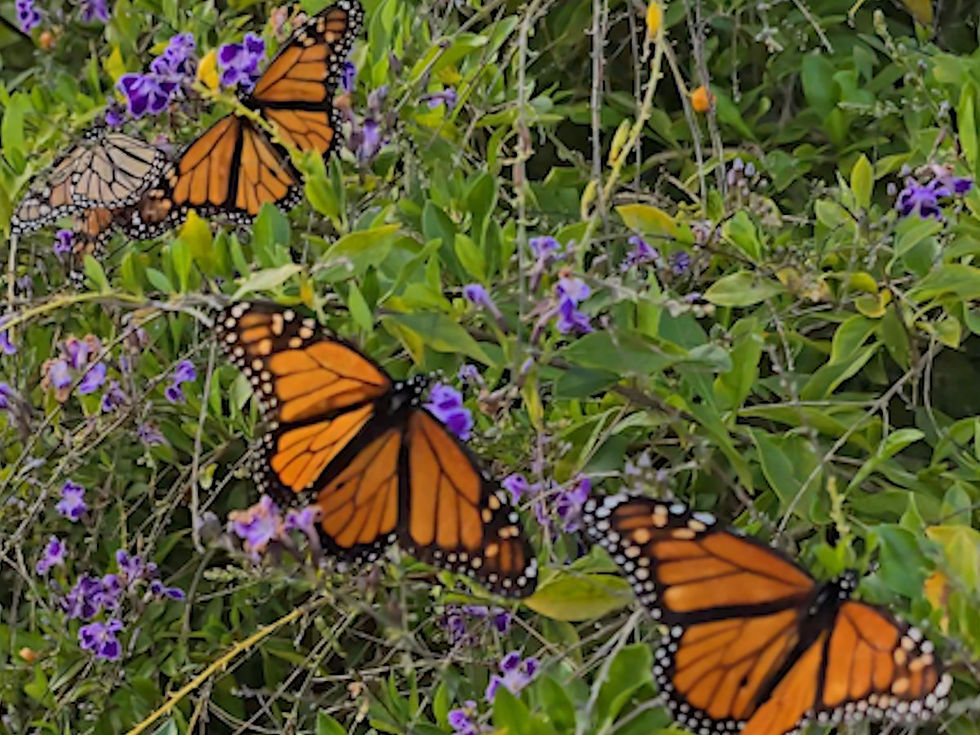 FIELD GUIDE FOR THE BUTTERFLIES: A PLAYLIST