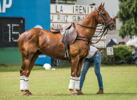 Fotos de la Cría El Overo en la Triple Corona 2019