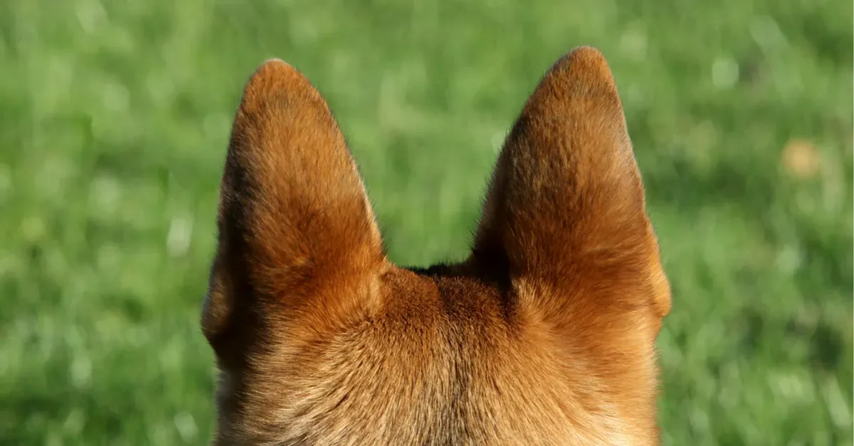 dog_ear_fb.webp