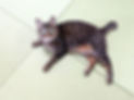 畳と猫（キジ）