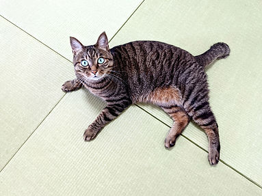 畳の上でまったりする猫