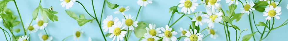 白い花と青の背景_edited.png