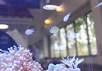 熱帯魚