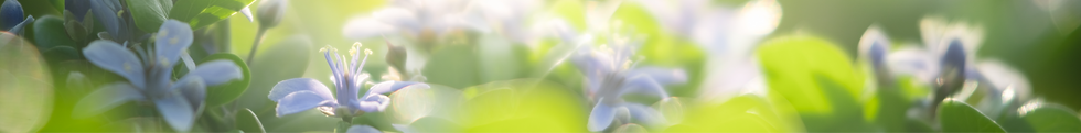 AdobeStock_415521674_edited.png