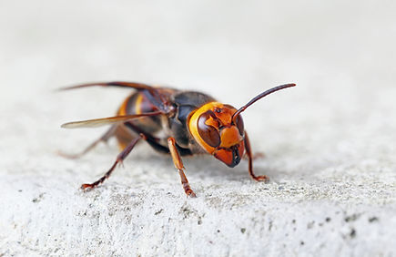スズメバチ駆除