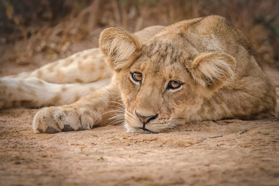 Lion cub relaxing after a playful morning. Murchison Falls NP, Uganda.jpg