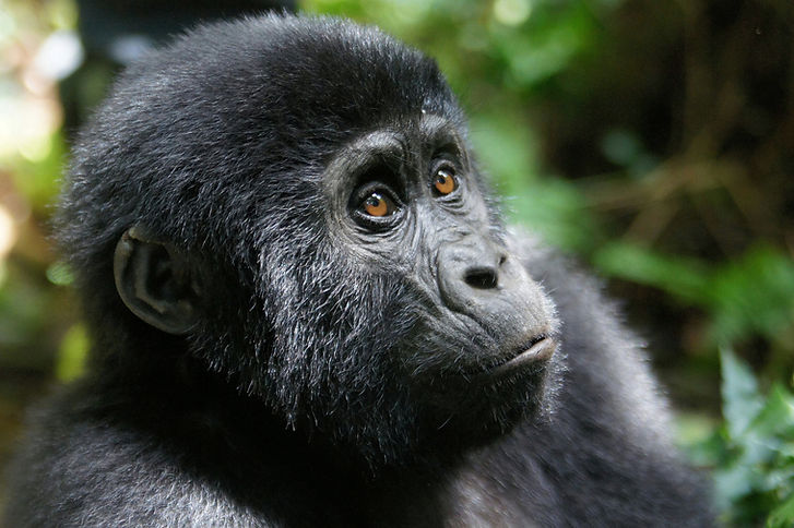 A Black Gorilla in Uganda's Jungle