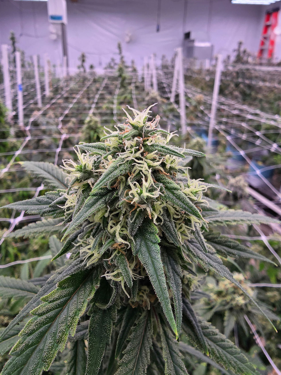 Cannabis flower growing in a commercial indoor facility