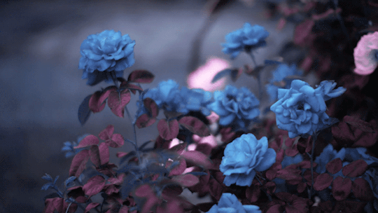 ANTHONY SAMANIEGO.gif