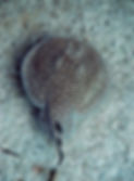 A patterned ray sits on the ocean floor, camouflaged against the sandy bottom.