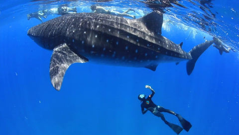 A large whale shark swims close to the surface. Three snorkelers are seen in the background while one snorkeler dives down to photograph the shark's underside