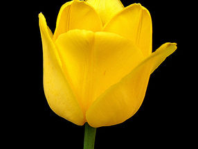 Farewell Tulips