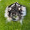 Thumbnail: The Raccoon