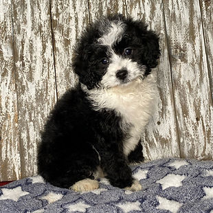 Aussiedoodles Illinois1.JPG