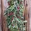 Thumbnail: Berry and Mixed Greenery Garland