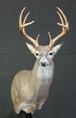 Whitetail