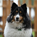 Oscar