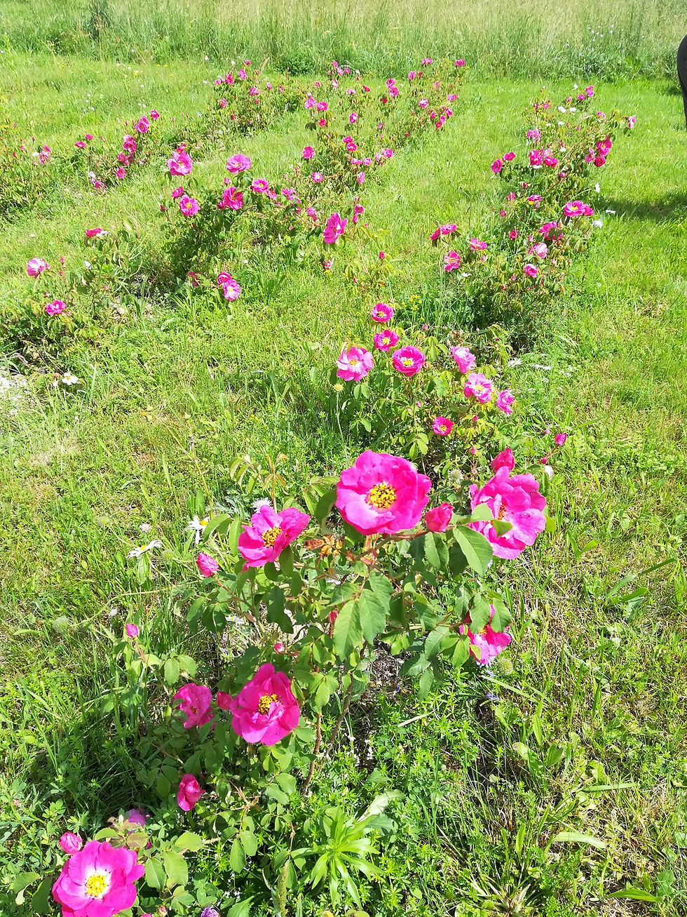 Miniature : Eau florale de Rose