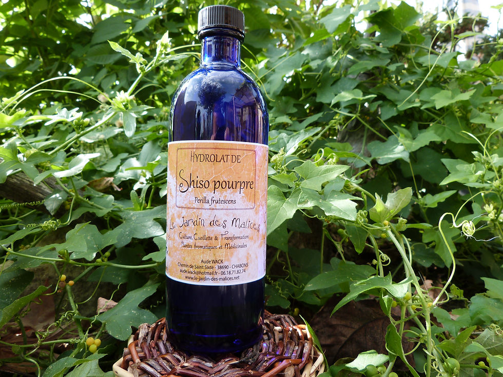 Miniature : Hydrolat de Shiso