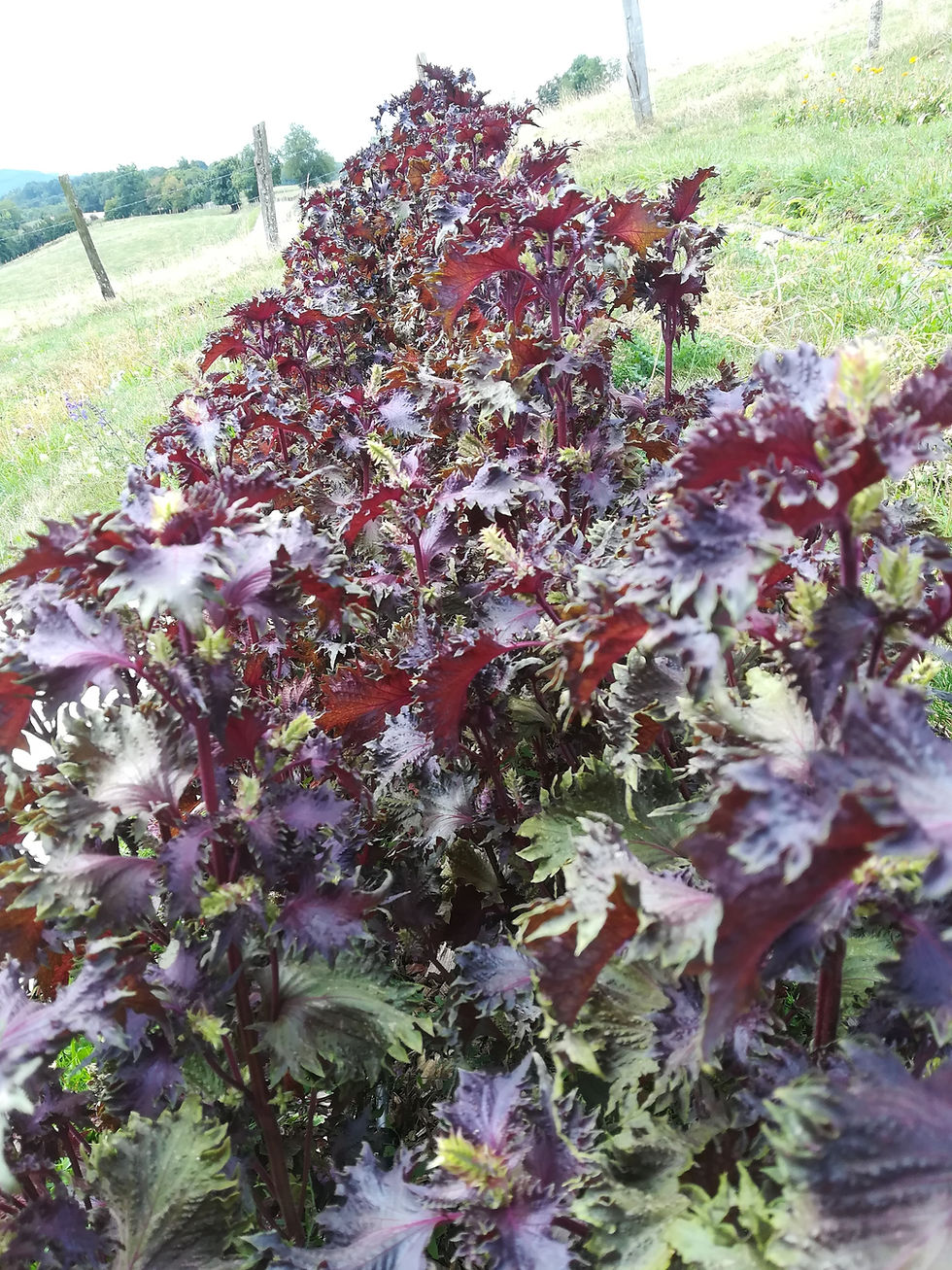 Miniature : Hydrolat de Shiso