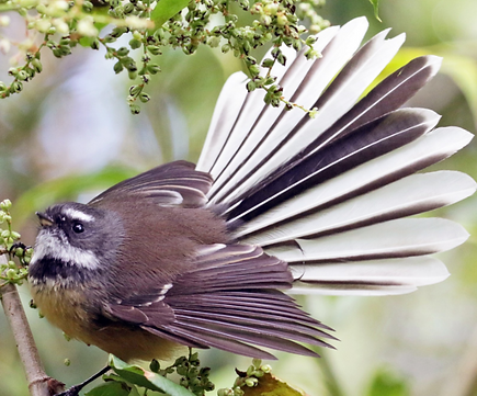 Photo Fantail