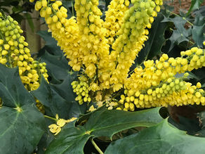 Oregon grape or Berberis aquifolium / Mahonia aquifolium