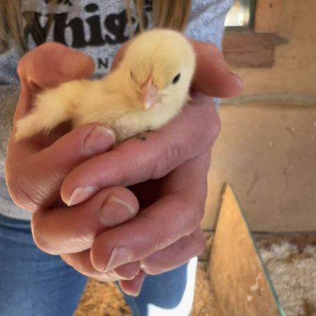 baby chick