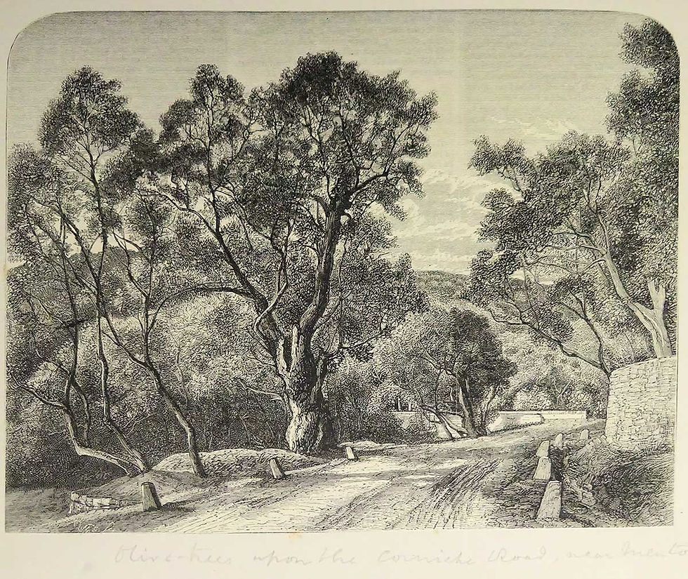 Olive-grove-Mentone-in-Herbarium