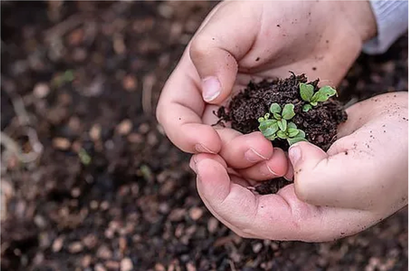 Planting Seeds