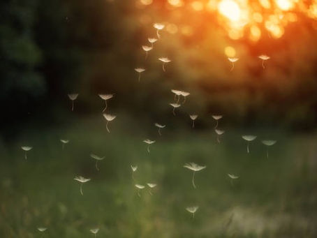 Seeds in the soil~ Finding Hope After Relapse~ Guest Writer Niki Schultz