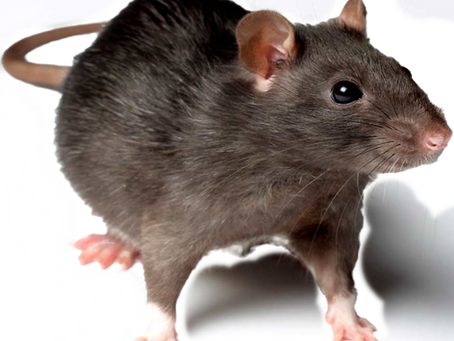 Rodent Control and Treatment