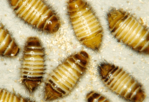 Carpet Bettles