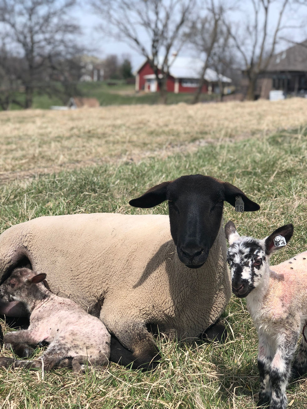 Mama Ewe with her two Lambs