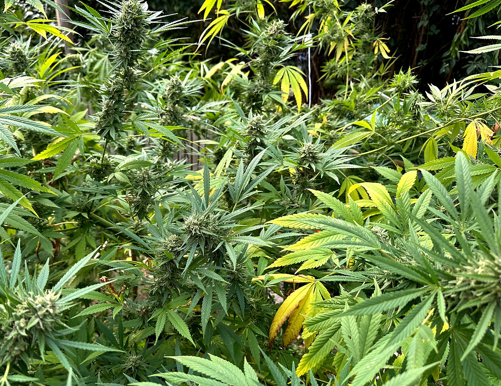 Gelbe Bltter bei Cannabis entfernen oder nicht?