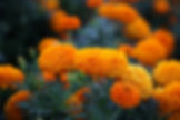 Orange blühende Studentenblumen "Tagetes" in einem Beet.